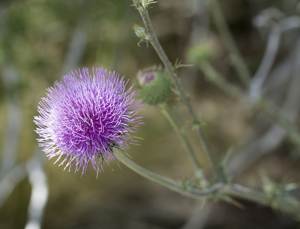 plume-thistles-from-yavapai-county-us-az-us-on-may-2-2015-by-cody
