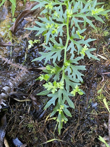 Ceratopteris gaudichaudii