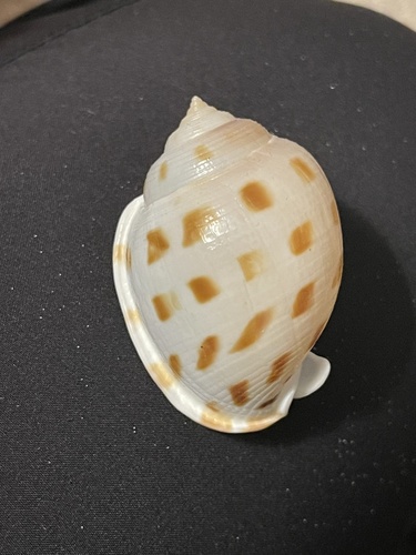 Scotch Bonnet Snail
