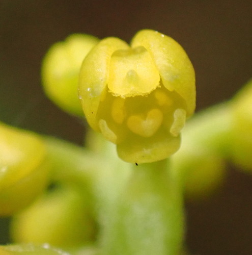 lesser yellowspike orchid