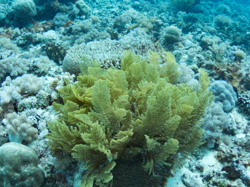 Pachyrhynchia cuppressina