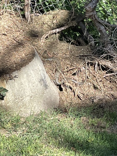 Tiger Snake sighting