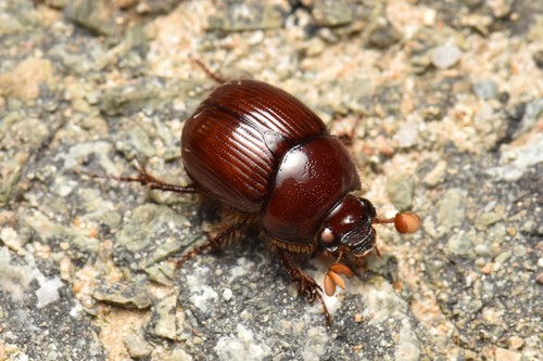 Bolbelasmus coreanus