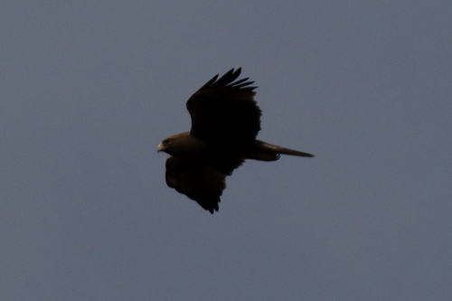 Booted Eagle