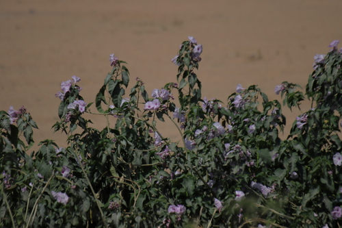 Bush Morning Glory