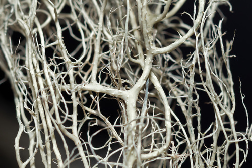 Alectoria sarmentosa