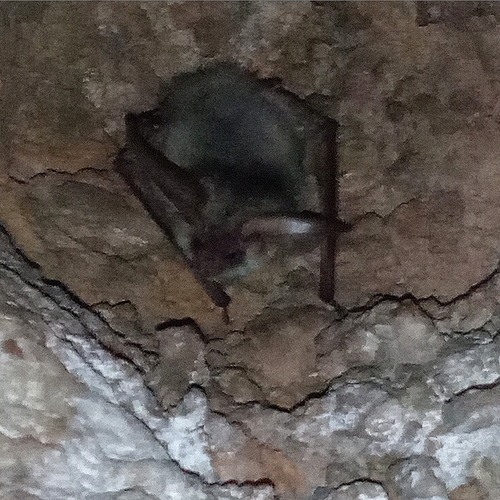 Gaisler's long-eared bat