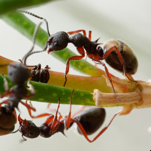 伊臭蚁Dolichoderus ypsilon