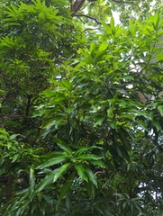 Mangifera indica image
