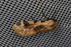 Hypercompe nemophila image