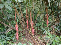 Heliconia ramonensis image