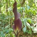 Anaphyllum wightii - Photo (c) Navendu Page, todos os direitos reservados, uploaded by Navendu Page