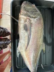 Giant trevally