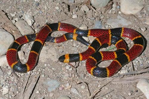 Texas Coralsnake