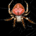 Spotted Orbweavers - Photo (c) Thomas Auffray, all rights reserved, uploaded by Thomas Auffray