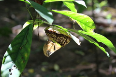 Apoica pallens image