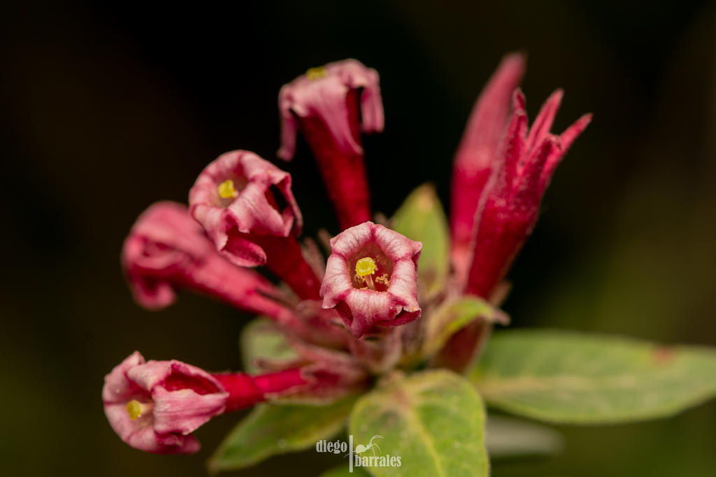 Flor de pipa