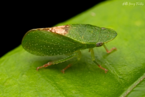 Hespenedra chilensis