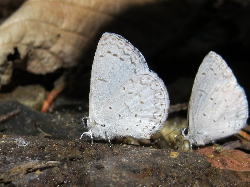 Spring azure