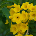 Yellow Trumpet Flower - Photo (c) Juan Miguel Artigas Azas, all rights reserved, uploaded by Juan Miguel Artigas Azas