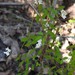 Vicia floridana - Photo (c) saltyhiker, όλα τα δικαιώματα διατηρούνται