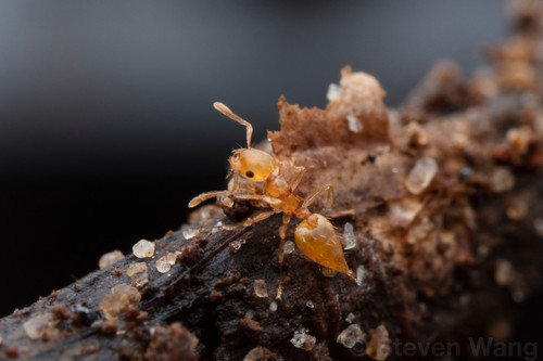 Crematogaster madecassaCrematogaster madecassa