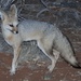 Cape Fox - Photo (c) scott_phares, all rights reserved