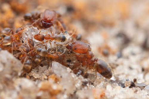 Pheidole ehazoaraPheidole ehazoara