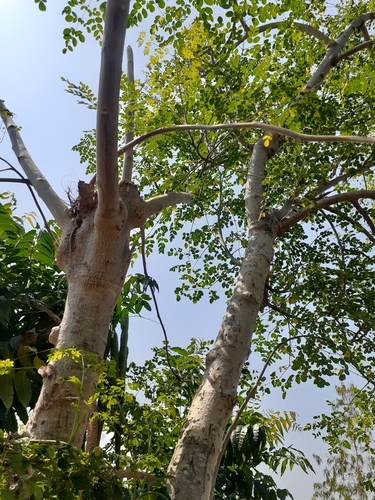 Moringa tree