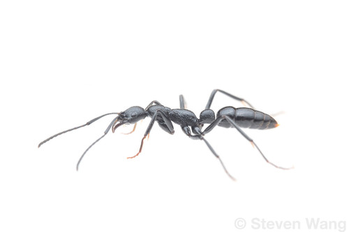 Leptogenys tatsimoLeptogenys tatsimo