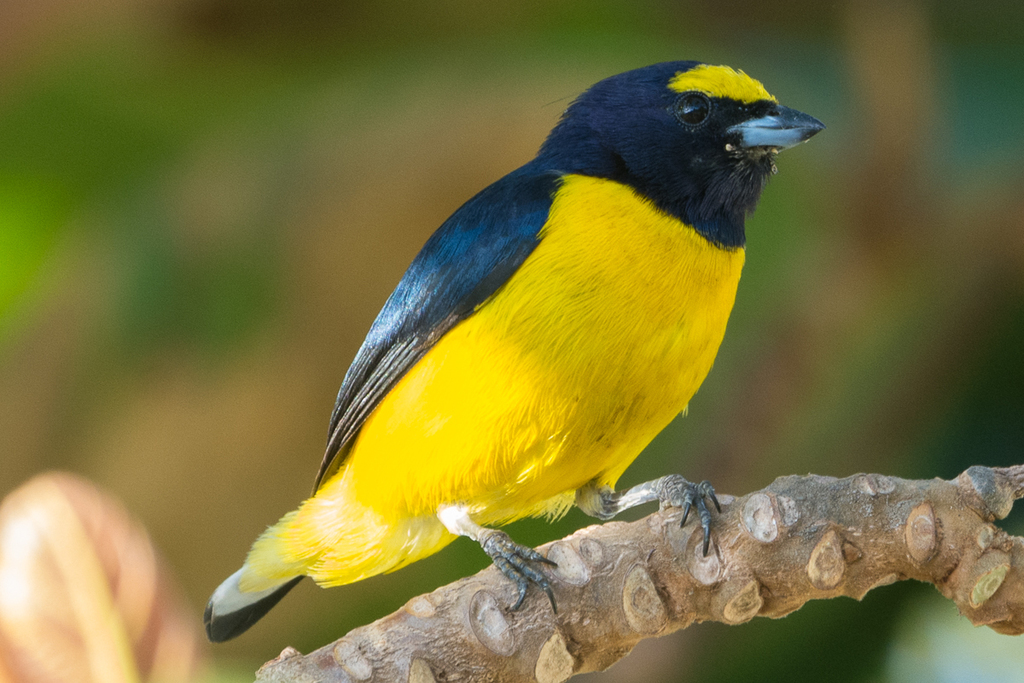 Scrub Euphonia photo