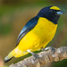 Scrub Euphonia - Photo (c) Juan Miguel Artigas Azas, all rights reserved, uploaded by Juan Miguel Artigas Azas