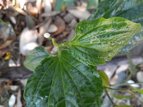 Lolot Pepper