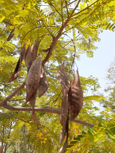 Peltophorum dasyrhachis