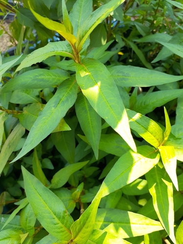 Vietnamese coriander