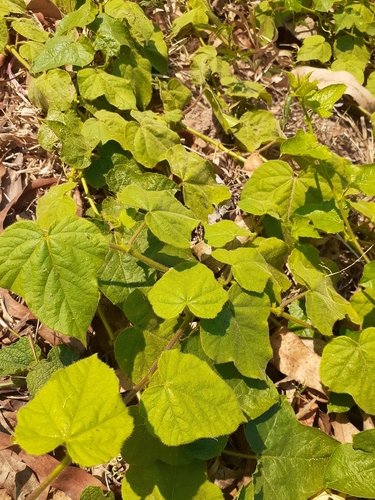 Stinking Passionflower
