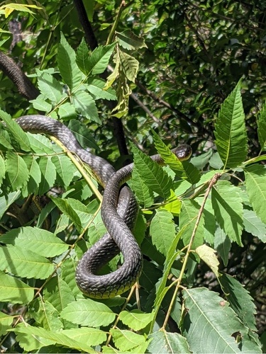 Common Tree Snake sighting