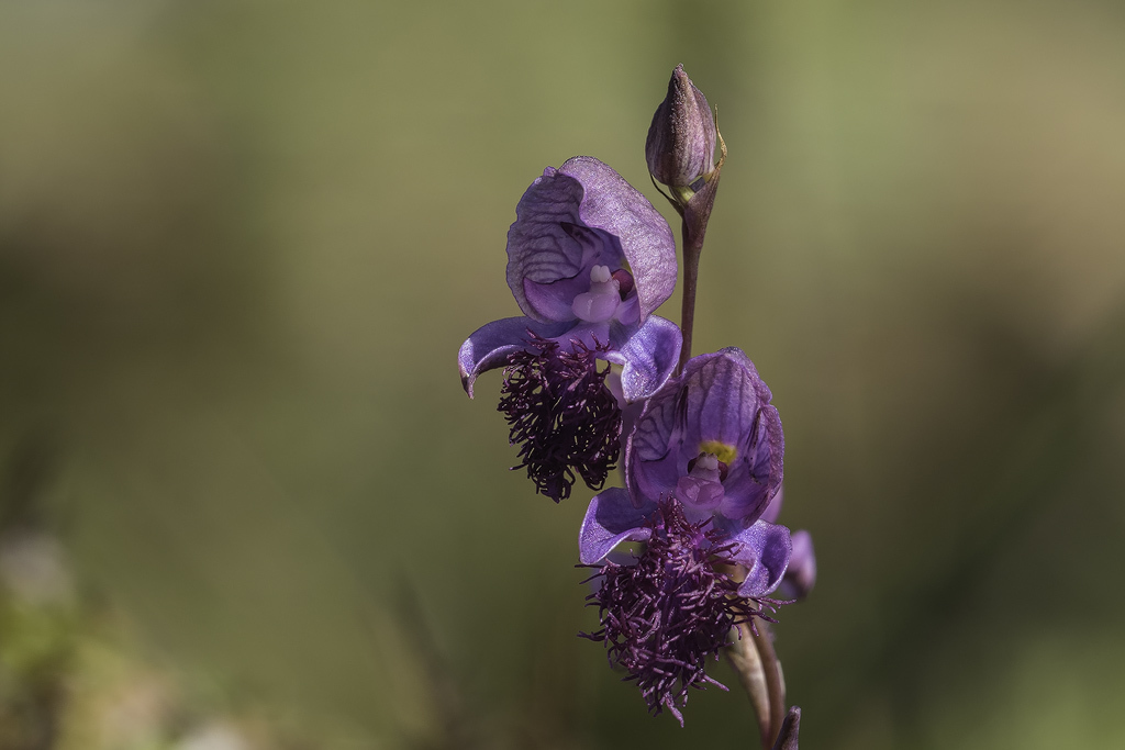 Blue Bonnet Disa from Western District, South Africa on February 11 ...