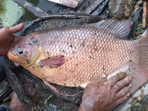 Giant Gourami