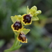 Ophrys x gauthieri - Photo (c) Luigi Torino, all rights reserved, uploaded by Luigi Torino