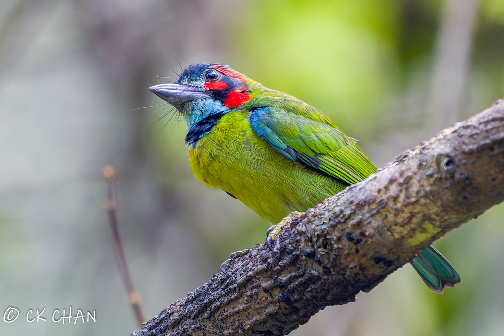 Black-eared Barbet photo
