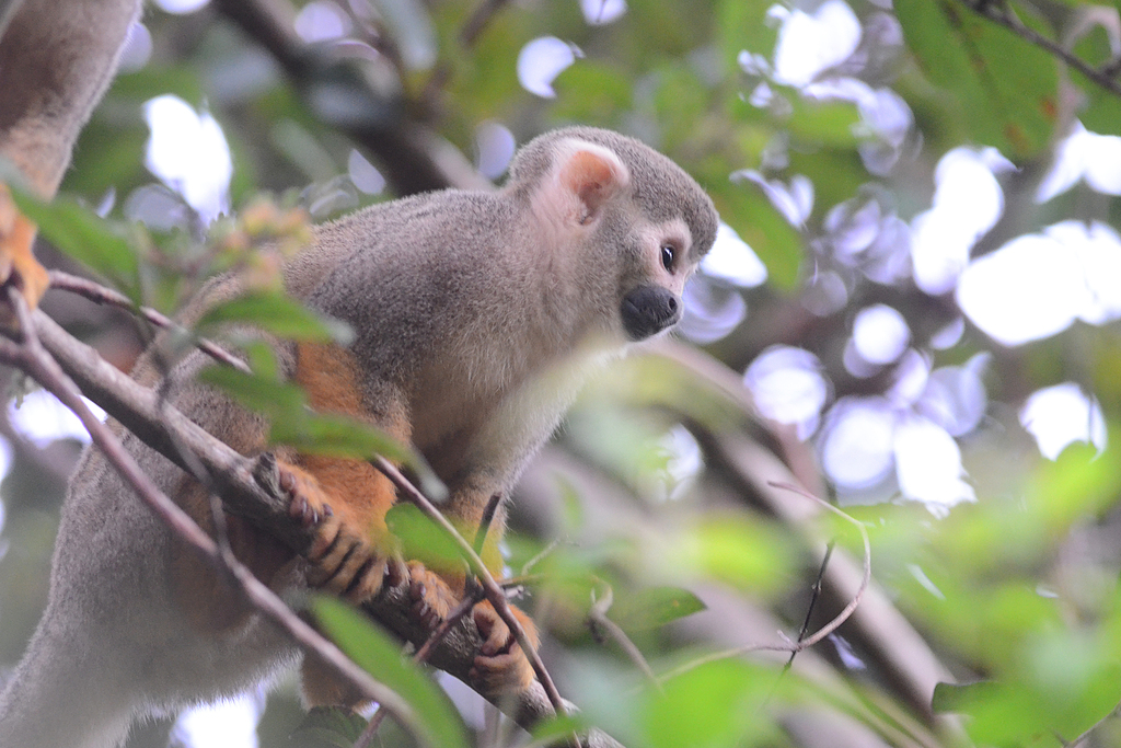 Squirrel monkey - Wikipedia