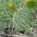 Grassland Pricklypear - Photo (c) i_fox, all rights reserved, uploaded by i_fox