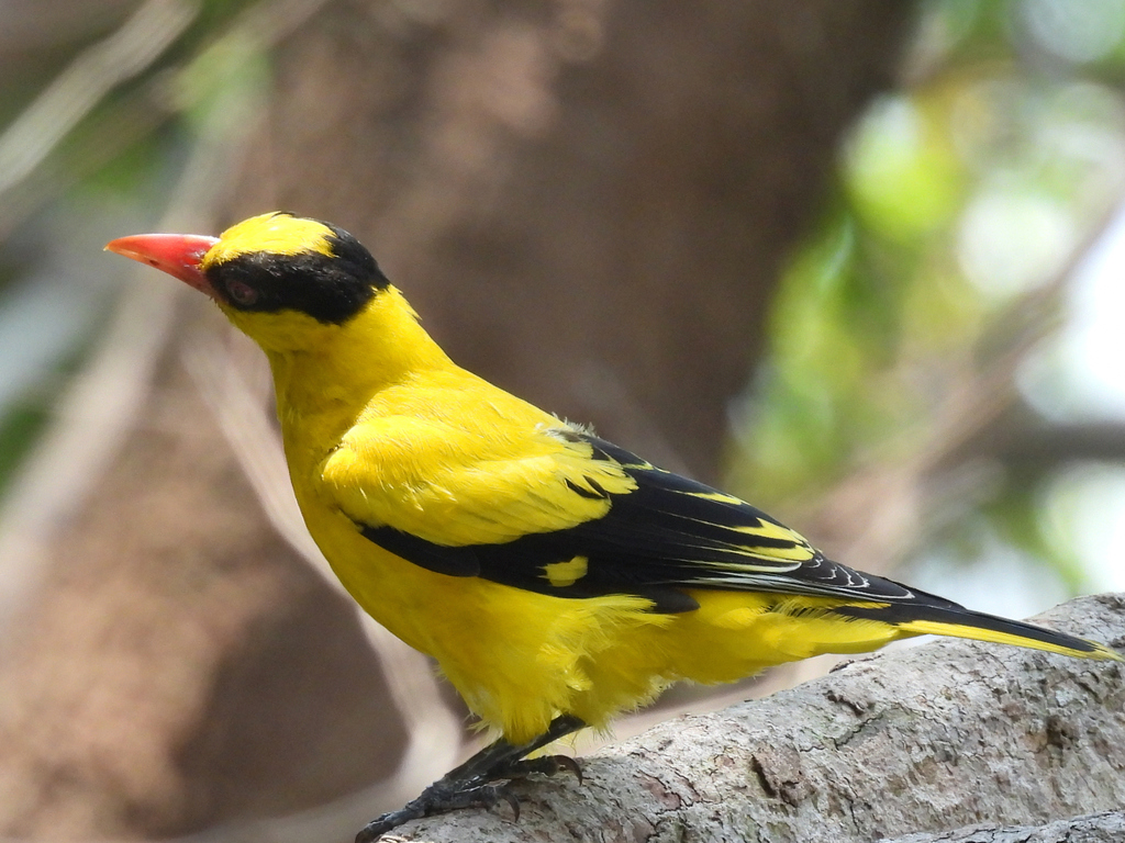 Black-naped oriole - Wikipedia