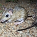 Indian Gerbil - Photo (c) Thanigaivel A, all rights reserved, uploaded by Thanigaivel A