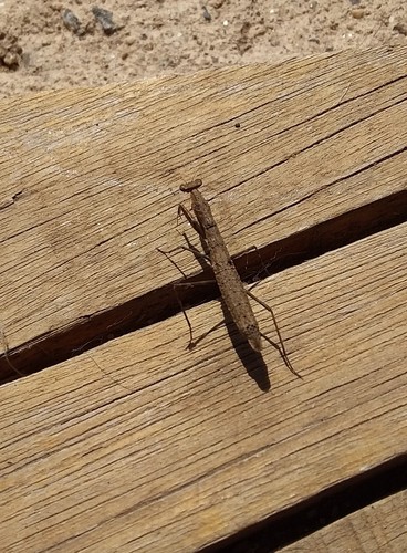 Musoniella argentina