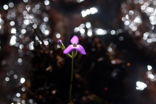 Burmannia alba