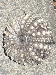Echinometra vanbrunti image