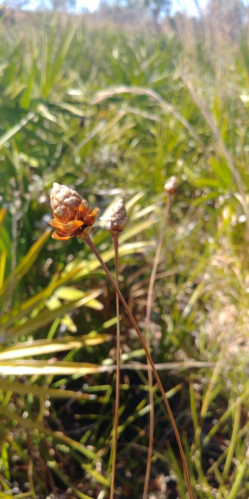 Yellow Eyed Grasses From Sarasota Fl 34240 Usa On March 13 2022 At 0351 Pm By Jeannine 0333