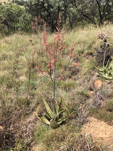 Aloe transvaalensis